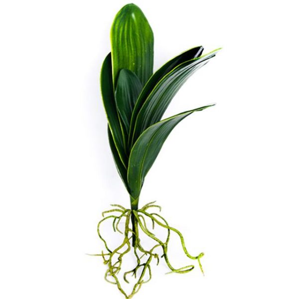 Artificial Large Orchid Leaves With Roots