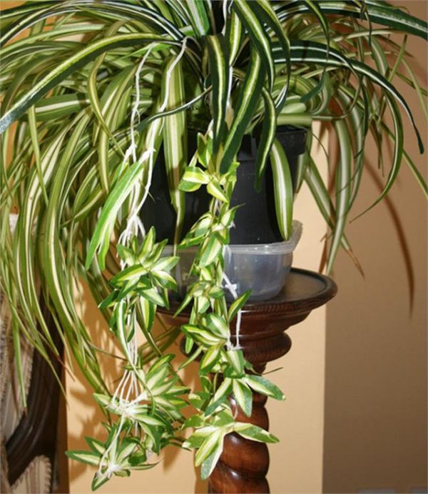 Artificial Variegated Spider Plant