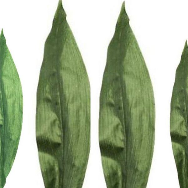 Artificial Large Aspidistra Leaf