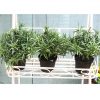 artificial rosemary plants on a white shelf