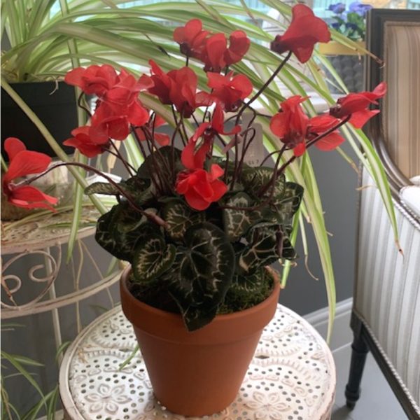 Artificial Potted Red Cyclamen Plant