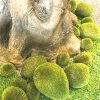 green decorative moss rocks