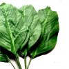 green artificial aspidistra leaves