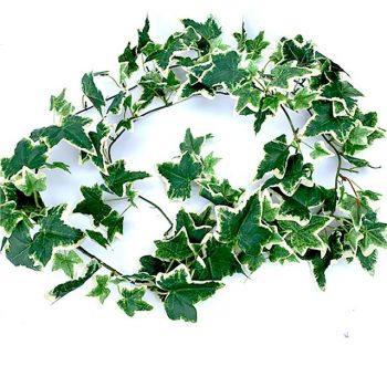 Variegated mini trailing ivy leaves with 90 leaves 48cm long 