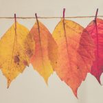 multicoloured leaves for autumn decorating tips