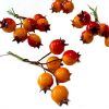 orange and red artificial Christmas berry picks