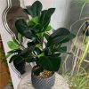 https://shared1.ad-lister.co.uk/UserImages/7eb3717d-facc-4913-a2f0-28552d58320f/Img/artificialpo/Artificial-Rubber-Plant-in-Decorative-Pot.jpg