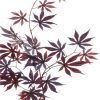 https://shared1.ad-lister.co.uk/UserImages/7eb3717d-facc-4913-a2f0-28552d58320f/Img/artificialfo/100cm-Japanese-Maple-Spray.jpg