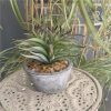 https://shared1.ad-lister.co.uk/UserImages/7eb3717d-facc-4913-a2f0-28552d58320f/Img/artificialpo/Artificial-Succulent-Plant-with-purple-tips-in-grey-pot.jpg