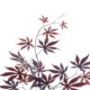 https://shared1.ad-lister.co.uk/UserImages/7eb3717d-facc-4913-a2f0-28552d58320f/Img/artificialfo/Red-Brown-Japanese-Maple-Leaf-Spray.jpg