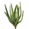 https://shared1.ad-lister.co.uk/UserImages/7eb3717d-facc-4913-a2f0-28552d58320f/Img/artificialpo/Artificial-Aloe-Plant-44cm-Green.jpg