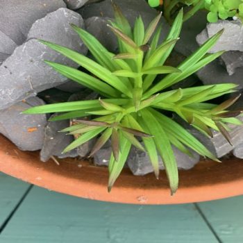Artificial Chalk Finger Succulent Plant Head