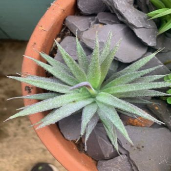 Artificial Little Jewel Spiky Succulent Plant Head