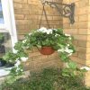 https://shared1.ad-lister.co.uk/UserImages/7eb3717d-facc-4913-a2f0-28552d58320f/Img/artificialpo/Artificial-Cream-Geranium-Hanging-Basket-in-Teracotta-Pot.jpg