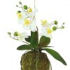 https://shared1.ad-lister.co.uk/UserImages/7eb3717d-facc-4913-a2f0-28552d58320f/Img/artificialpo/Artificial-Moss-Ball-in-Orchid-Plant-Cream-Flowers.jpg