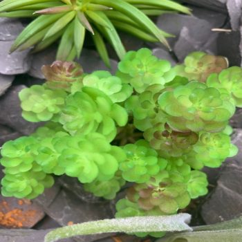 Artificial Clavatum Succulent Plant Head