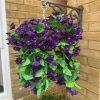 https://shared1.ad-lister.co.uk/UserImages/7eb3717d-facc-4913-a2f0-28552d58320f/Img/artificialpo/Purple-Trailing-Morning-Glory-Hanging-Basket.jpg