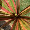 https://shared1.ad-lister.co.uk/UserImages/7eb3717d-facc-4913-a2f0-28552d58320f/Img/artificialfo/Red-green-Artificial-Yucca-Plant.jpg