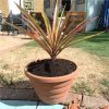 https://shared1.ad-lister.co.uk/UserImages/7eb3717d-facc-4913-a2f0-28552d58320f/Img/artificialfo/Yucca-Plant-Stem-Green-Red-Leaves.jpg