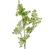 https://shared1.ad-lister.co.uk/UserImages/7eb3717d-facc-4913-a2f0-28552d58320f/Img/artificialle/68cm-Maidenhair-Fern-Spray.jpg