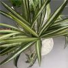 https://shared1.ad-lister.co.uk/UserImages/7eb3717d-facc-4913-a2f0-28552d58320f/Img/artificialpo/Artificial-Spider-Plant-in-decorative-white-pot.jpg