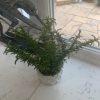 Artificial Potted Rosemary Plant