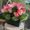 https://shared1.ad-lister.co.uk/UserImages/7eb3717d-facc-4913-a2f0-28552d58320f/Img/artificialpo/Artificial-Cyclamen-Plant-in-Black-Trough-Pink-Flowers.jpg