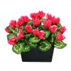 https://shared1.ad-lister.co.uk/UserImages/7eb3717d-facc-4913-a2f0-28552d58320f/Img/artificialpo/Artificial-Cyclamen-Plants-in-Black-Trough-Pink.jpg