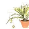 https://shared1.ad-lister.co.uk/UserImages/7eb3717d-facc-4913-a2f0-28552d58320f/Img/artificialpo/Artificial-Potted-Spider-Plant-Green.jpg