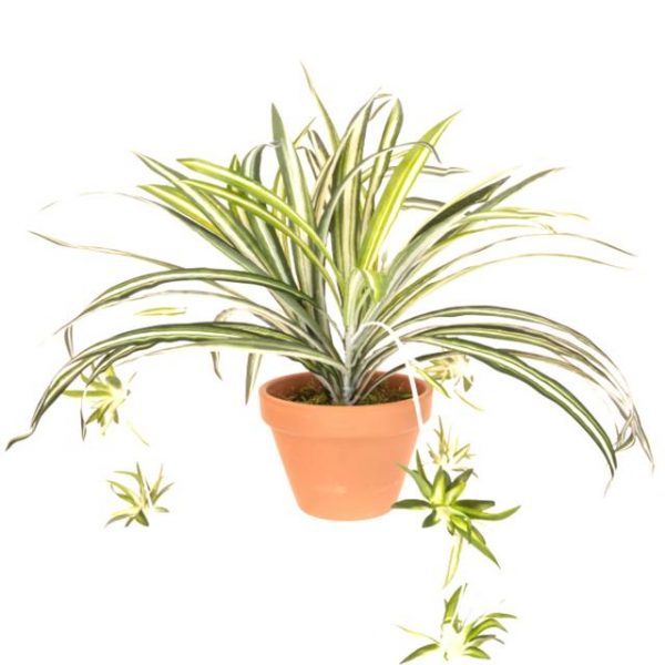 Artificial Spider Plant in teracotta pot