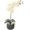 https://shared1.ad-lister.co.uk/UserImages/7eb3717d-facc-4913-a2f0-28552d58320f/Img/artificialpo/Potted-Single-Moth-Orchid-Cream.jpg