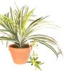 https://shared1.ad-lister.co.uk/UserImages/7eb3717d-facc-4913-a2f0-28552d58320f/Img/artificialpo/Spider-Plant-in-teracotta-pot.jpg