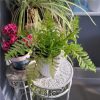 https://shared1.ad-lister.co.uk/UserImages/7eb3717d-facc-4913-a2f0-28552d58320f/Img/artificialpo/Potted-Lady-Fern-Plant-in-white-pot.jpg