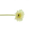 https://shared1.ad-lister.co.uk/UserImages/7eb3717d-facc-4913-a2f0-28552d58320f/Img/artificialfl/Artificial-Flower-Gerbera-Stem-Cream.jpg