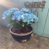 https://shared1.ad-lister.co.uk/UserImages/7eb3717d-facc-4913-a2f0-28552d58320f/Img/artificialpo/Artificial-Flower-Large-Hydrangea-Bush-Blue.jpg