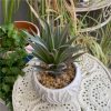 https://shared1.ad-lister.co.uk/UserImages/7eb3717d-facc-4913-a2f0-28552d58320f/Img/artificialpo/Artificial-Jewell-Succulent-Plant-in-round-white-pot.jpg