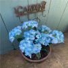 https://shared1.ad-lister.co.uk/UserImages/7eb3717d-facc-4913-a2f0-28552d58320f/Img/artificialpo/Artificial-Large-Silk-hydrangea-Bush-Blue.jpg