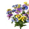 https://shared1.ad-lister.co.uk/UserImages/7eb3717d-facc-4913-a2f0-28552d58320f/Img/artificialfl/Artificial-Silk-Pansy-with-Purple-Yellow-Blue-Flowers.jpg