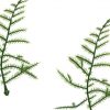 https://shared1.ad-lister.co.uk/UserImages/7eb3717d-facc-4913-a2f0-28552d58320f/Img/artificialfo/Asparagus-Fern-leaf-Plastic.jpg