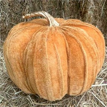 Giant velevt pumpkin