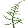https://shared1.ad-lister.co.uk/UserImages/7eb3717d-facc-4913-a2f0-28552d58320f/Img/artificialfo/Plastic-Asparagus-Fern-Leaf.jpg