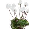 https://shared1.ad-lister.co.uk/UserImages/7eb3717d-facc-4913-a2f0-28552d58320f/Img/artificialfl/Artificial-Mini-Cyclamen-Bush-White.jpg