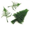 https://shared1.ad-lister.co.uk/UserImages/7eb3717d-facc-4913-a2f0-28552d58320f/Img/artificialfo/17cm-Artificial-Flocked-Asparagus-fern-Leaf.jpg