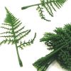 https://shared1.ad-lister.co.uk/UserImages/7eb3717d-facc-4913-a2f0-28552d58320f/Img/artificialfo/17cm-Flocked-Asparagus-Fern-Leaves.jpg