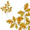 https://shared1.ad-lister.co.uk/UserImages/7eb3717d-facc-4913-a2f0-28552d58320f/Img/autumnalleav/Artificial-Oak-Leaf-Spray-68-cm.jpg