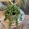 https://shared1.ad-lister.co.uk/UserImages/7eb3717d-facc-4913-a2f0-28552d58320f/Img/artificialpo/Potted-String-of-Pearls-Plant-Green.jpg