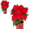 https://shared1.ad-lister.co.uk/UserImages/7eb3717d-facc-4913-a2f0-28552d58320f/Img/christmas_new/28cm-Artificial-Poinsettia-in-Red-Pot.jpg