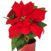 https://shared1.ad-lister.co.uk/UserImages/7eb3717d-facc-4913-a2f0-28552d58320f/Img/christmas_new/Potted-Poinsettia-Plant-Red-28cm.jpg