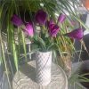 https://shared1.ad-lister.co.uk/UserImages/7eb3717d-facc-4913-a2f0-28552d58320f/Img/artificialfl/Artificial-Crocus-Bush-Purple-Flowers.jpg