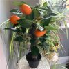 https://shared1.ad-lister.co.uk/UserImages/7eb3717d-facc-4913-a2f0-28552d58320f/Img/artificialtr/Artificial-Orange-Fruit-Tree-in-Pot.jpg